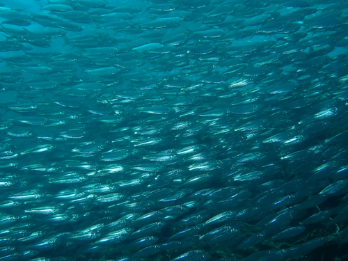 Herklotsichthys quadrimaculatus observed 2026-03-27