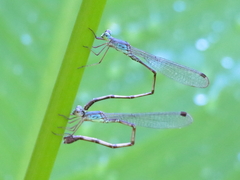 Indolestes tenuissimus