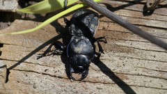 Pasimachus californicus