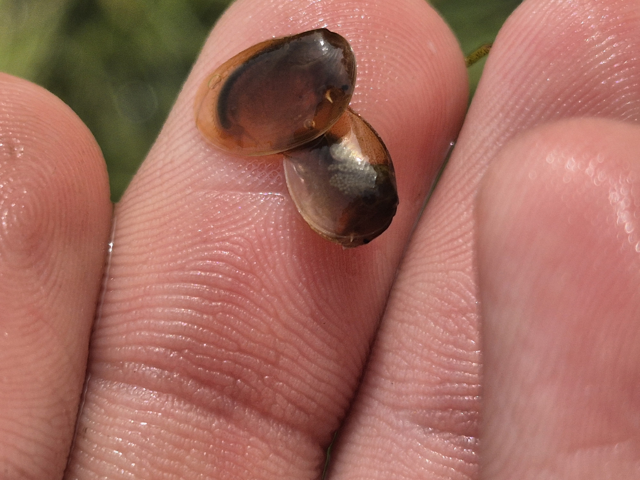 Cyzicus californicus (Packard, 1874)
