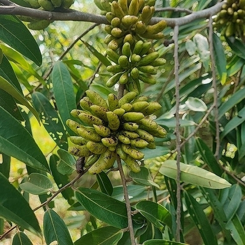 Xylopia aromatica (Xylopia aromatica)
