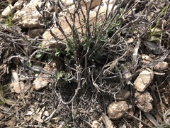 Oenothera lavandulifolia