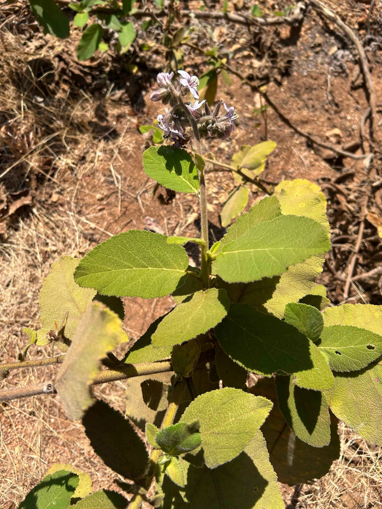 Caracus Wigandia (Wigandia urens)