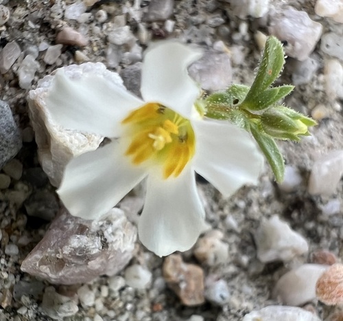 bell gilia (Linanthus campanulatus)