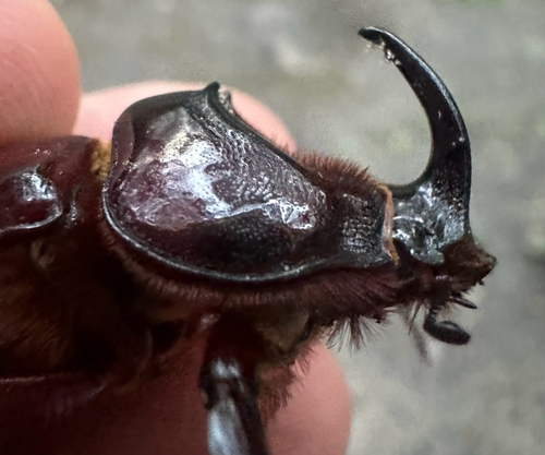 Photo of Boas Rhinoceros Beetle (Oryctes boas)