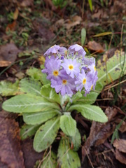 Primula denticulata