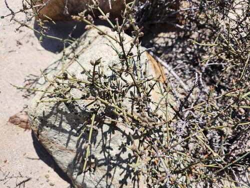 American Ephedra (Ephedra americana)