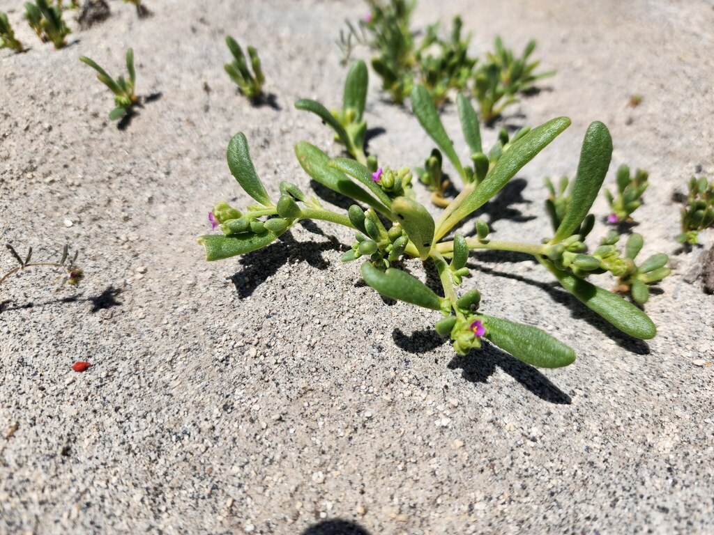 Claytonia calycina (Engelm.) Kuntze 3
