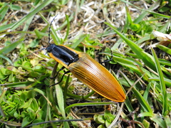 Semiotus luteipennis