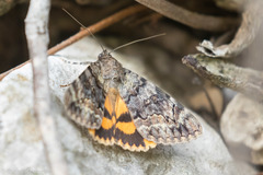 Catocala desdemona