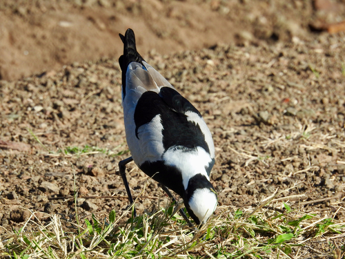 iNaturalist: (c) owlice, some rights reserved (CC BY-NC) iNaturalist image