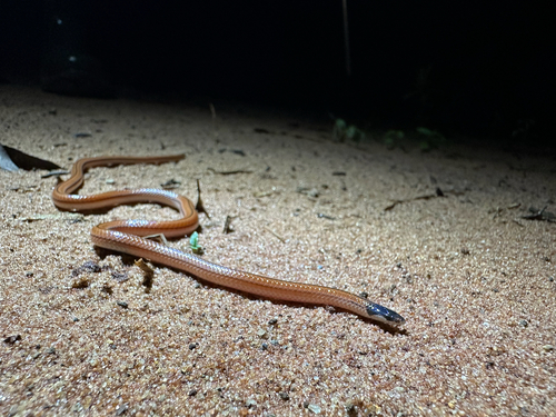 Mato Grosso Burrowing Snake