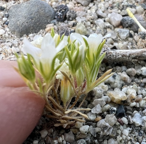 desert snow (Linanthus demissus)