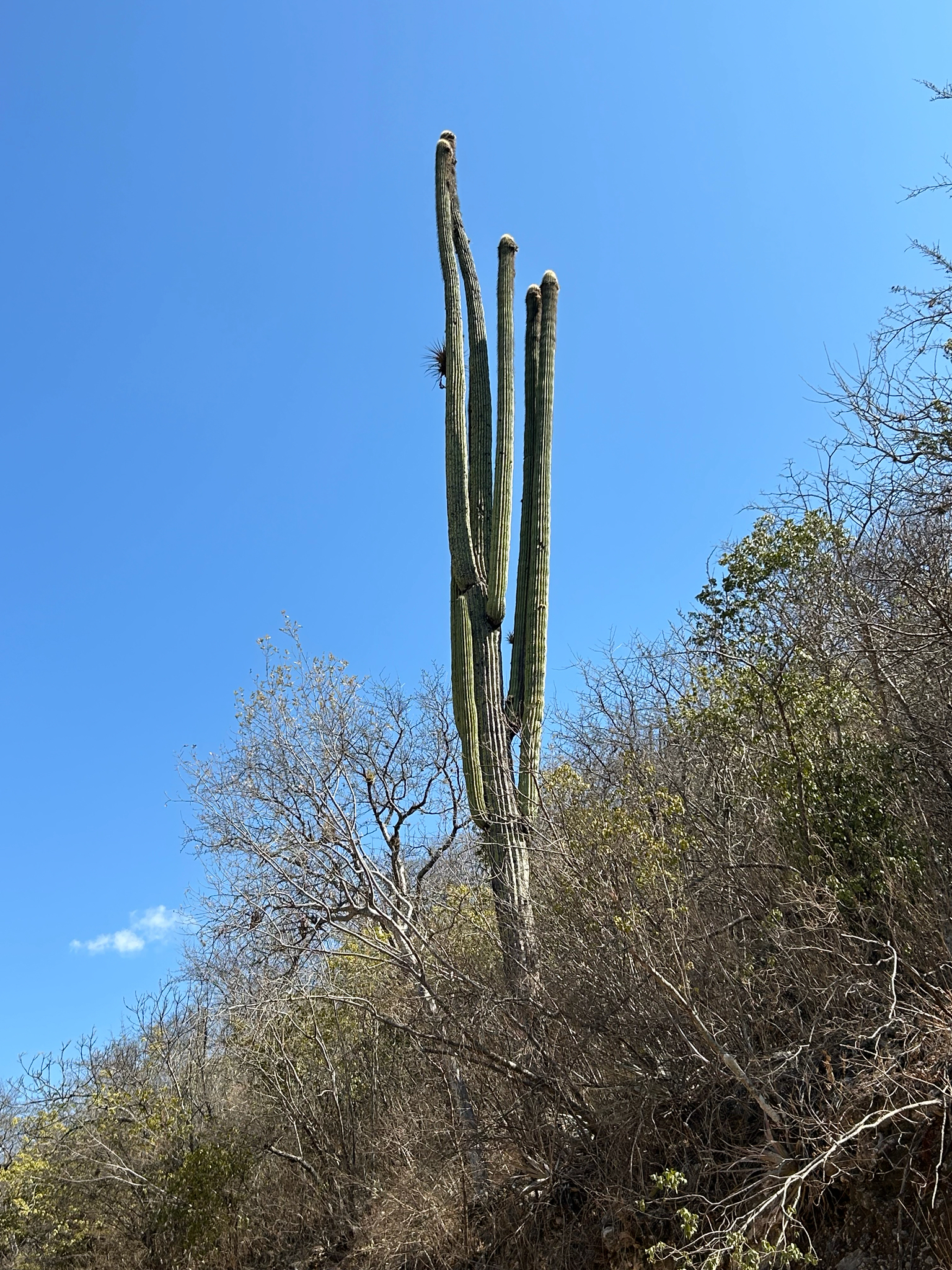 Cephalocereus fulviceps