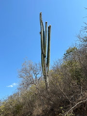 Cephalocereus fulviceps