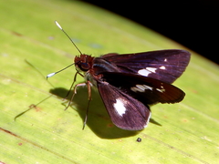 Sabera caesina