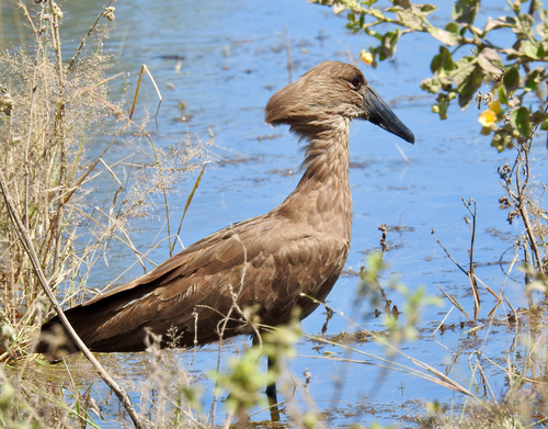 iNaturalist: (c) owlice, some rights reserved (CC BY-NC) iNaturalist image