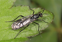 Xylophagidae