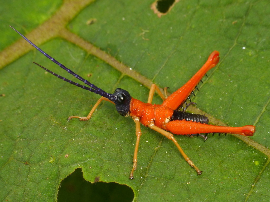Rhytidochrotinae