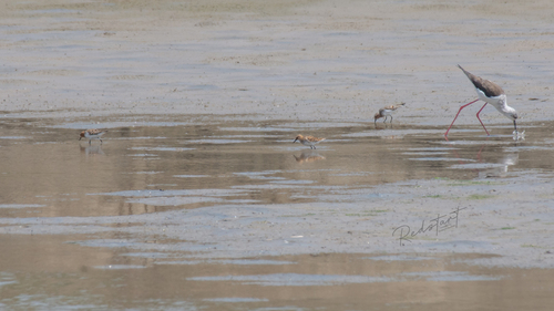 iNaturalist: (c) Yuxuan Liu, some rights reserved (CC BY-NC), uploaded by Yuxuan Liu iNaturalist image