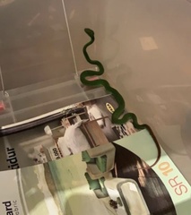 Trimeresurus insularis