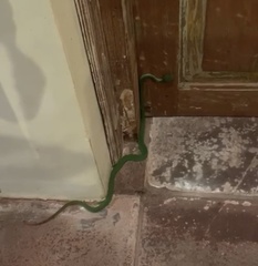 Trimeresurus insularis