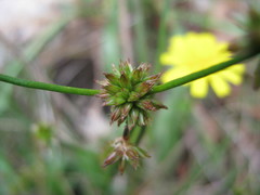 Juncus holoschoenus