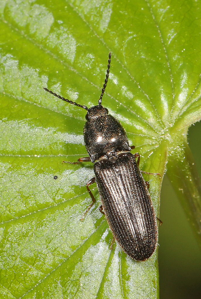 Oak Click Beetle