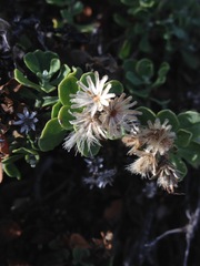Ericameria cuneata spathulata