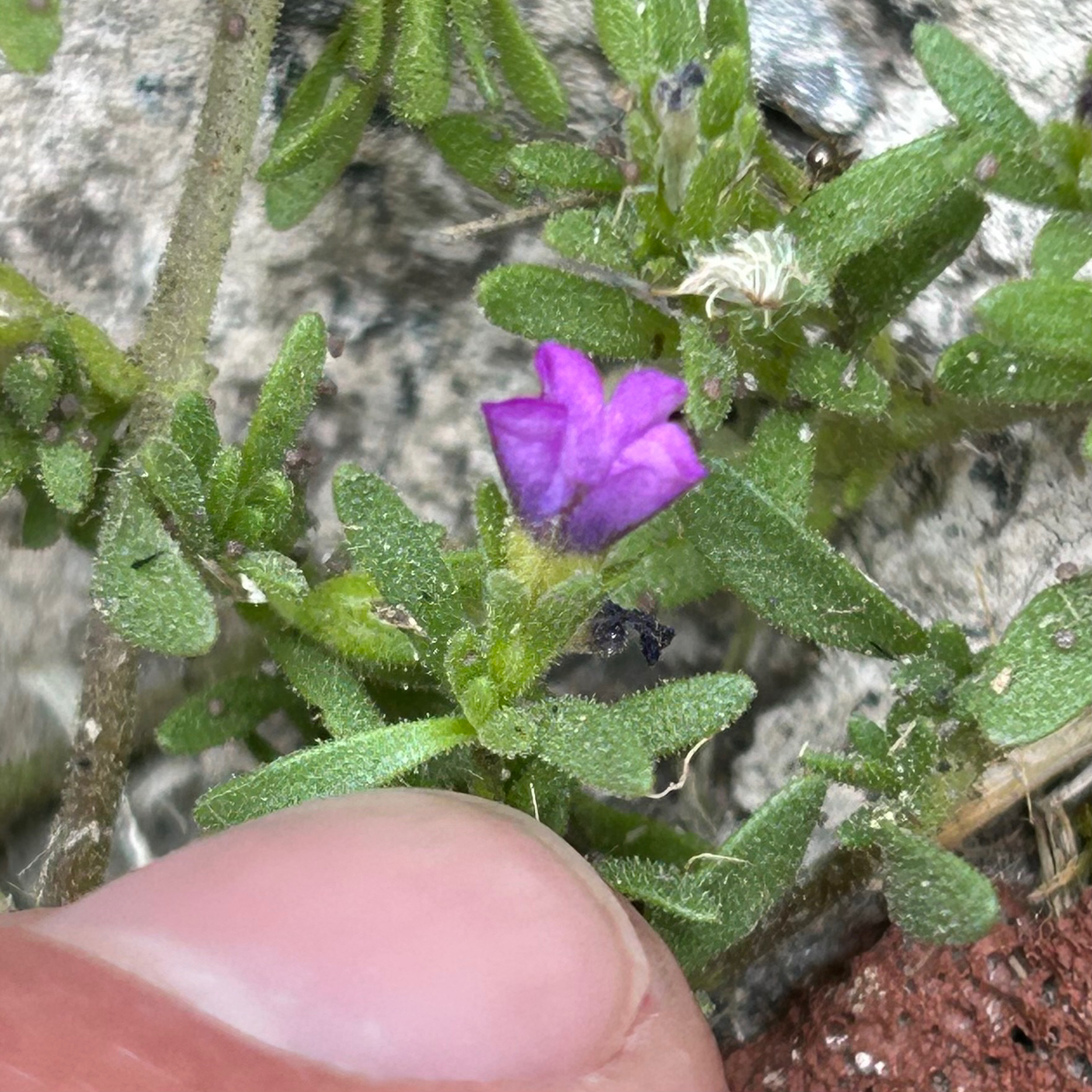 Seaside Petunia (Calibrachoa parviflora)