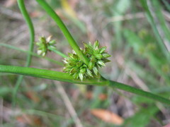 Juncus holoschoenus