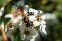 Trachypus denticollis