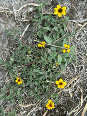 Sanvitalia procumbens, photograph (c) Elliott Gordon, some rights reserved (CC BY)