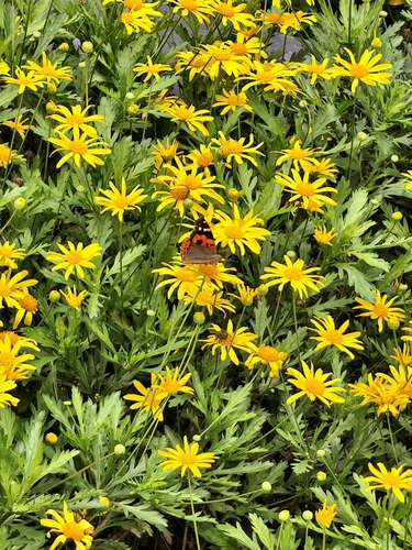 Indian Red Admiral