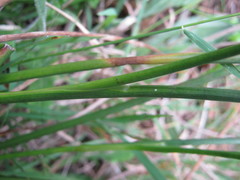 Juncus holoschoenus
