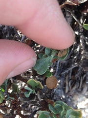 Ericameria cuneata spathulata