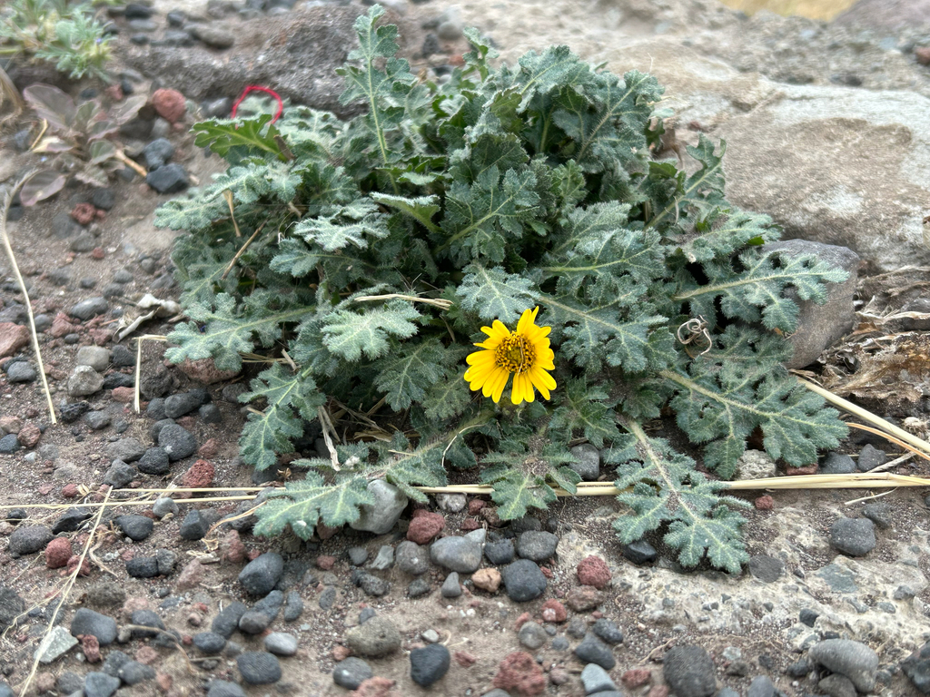 Dugesia mexicana; photograph (c) Elliott Gordon, some rights reserved (CC BY)