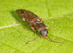 Agriotes oblongicollis