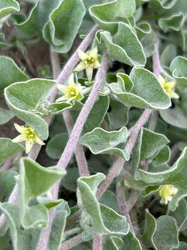 Dichondra argentea