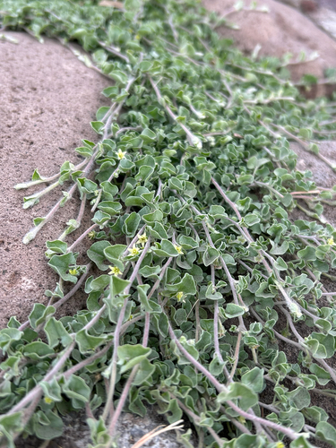 Dichondra argentea