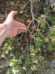 Arctostaphylos imbricata