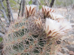 Echinomastus intertextus