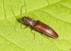 Agriotes oblongicollis