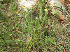 Juncus holoschoenus