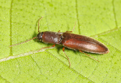 Agriotes oblongicollis