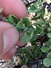 Ericameria cuneata spathulata
