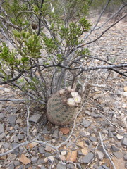 Echinomastus intertextus