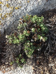 Ericameria cuneata spathulata