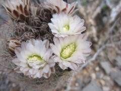 Echinomastus intertextus