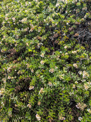 Arctostaphylos imbricata